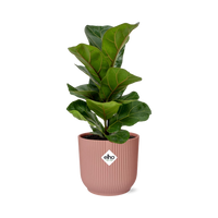 Ficus Lyrata ‘Bambino’ in Vaso ELHO Vibes Fold, Rosa, Ø14cm ↕35cm