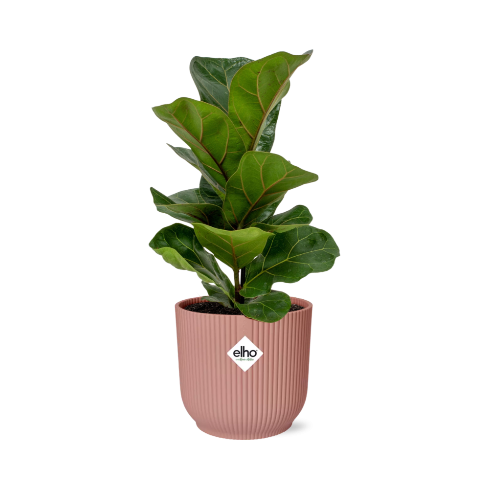 Ficus Lyrata ‘Bambino’ in ELHO Vibes Fold Pot, Pink, Ø14cm ↕35cm