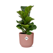 Ficus Lyrata ‘Bambino’ in ELHO Vibes Fold Pot, Pink, Ø14cm ↕35cm