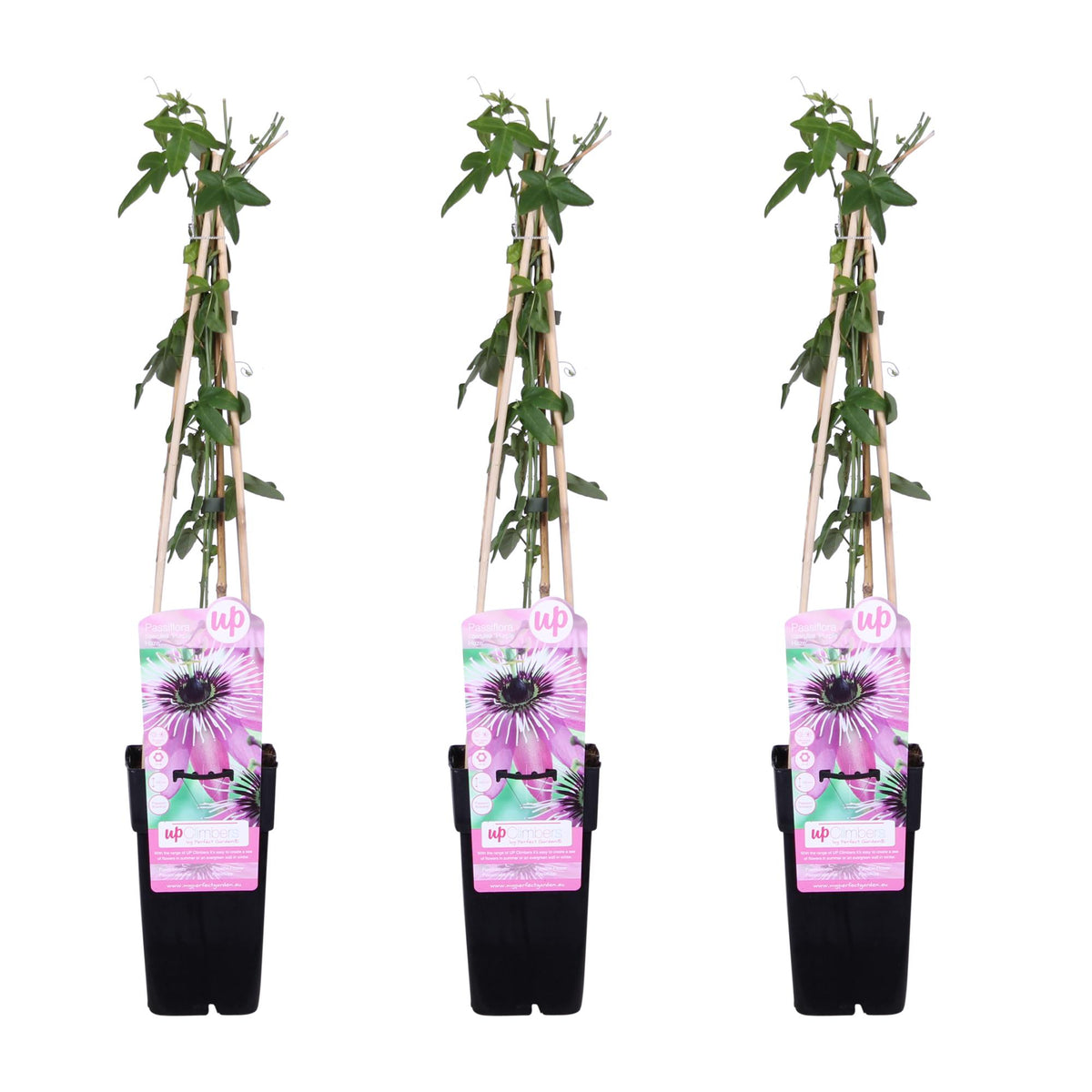 Passiflora 'Purple Haze' - 3 pieces - ↨65cm - Ø15