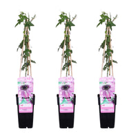 Passiflora 'Purple Haze' - 3 pieces - ↨65cm - Ø15