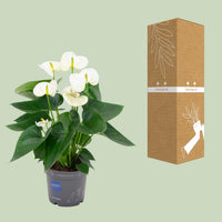 Anthurium andraeanum Bianco - Ø12cm - ↕45cm