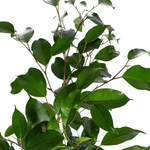 Load image into Gallery viewer, Ficus Benjamina Exotica Ø17cm - ↕60 - 80cm
