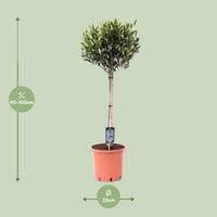 Olea europaea (Ulivo) - Ø22cm - ↕100cm