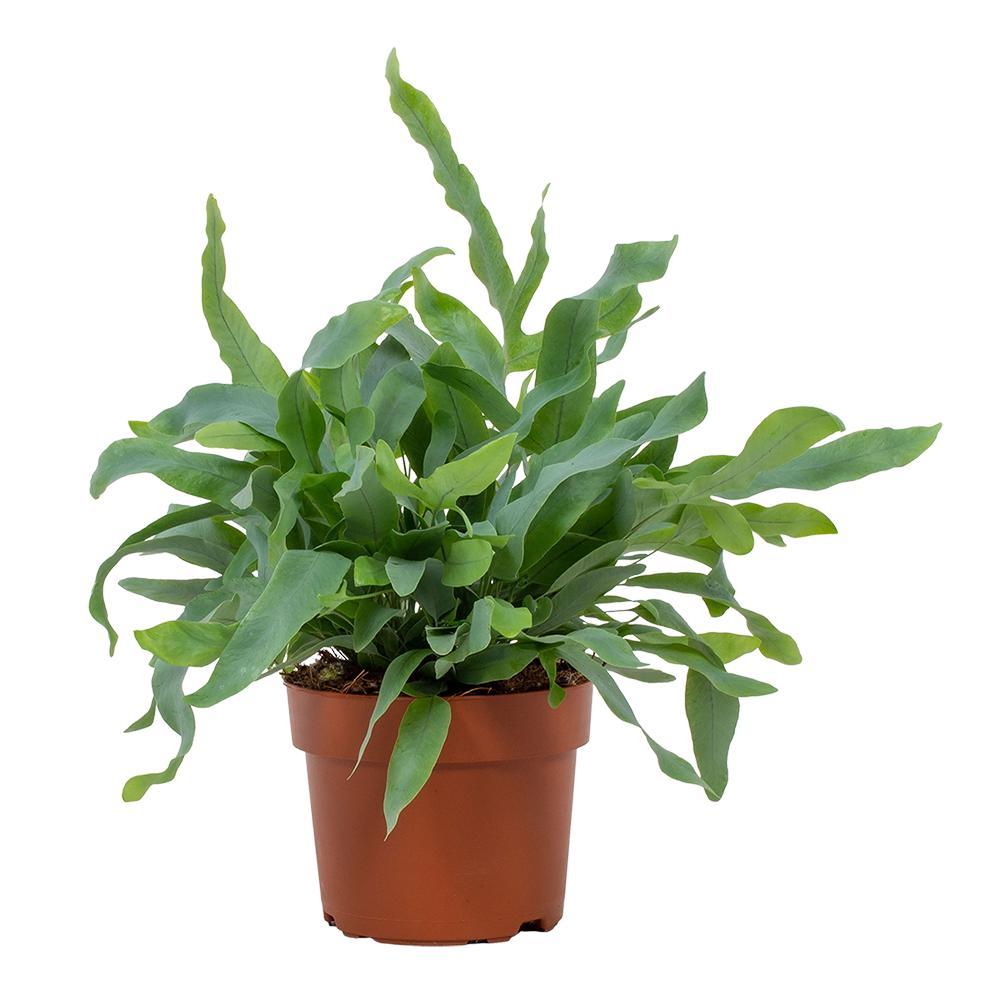 Phlebodium aureum 'Blue Star' - Ø12cm - ↕35cm