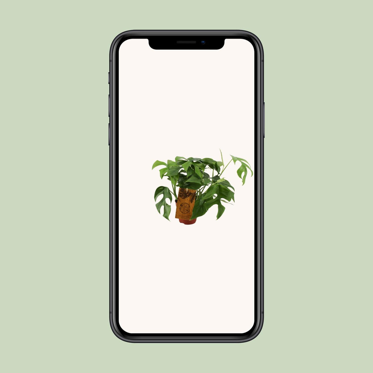 Monstera minima - Ø12cm - ↕30cm
