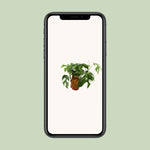Load image into Gallery viewer, Monstera minima - Ø12cm - ↕30cm