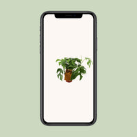 Monstera minima - Ø12cm - ↕30cm