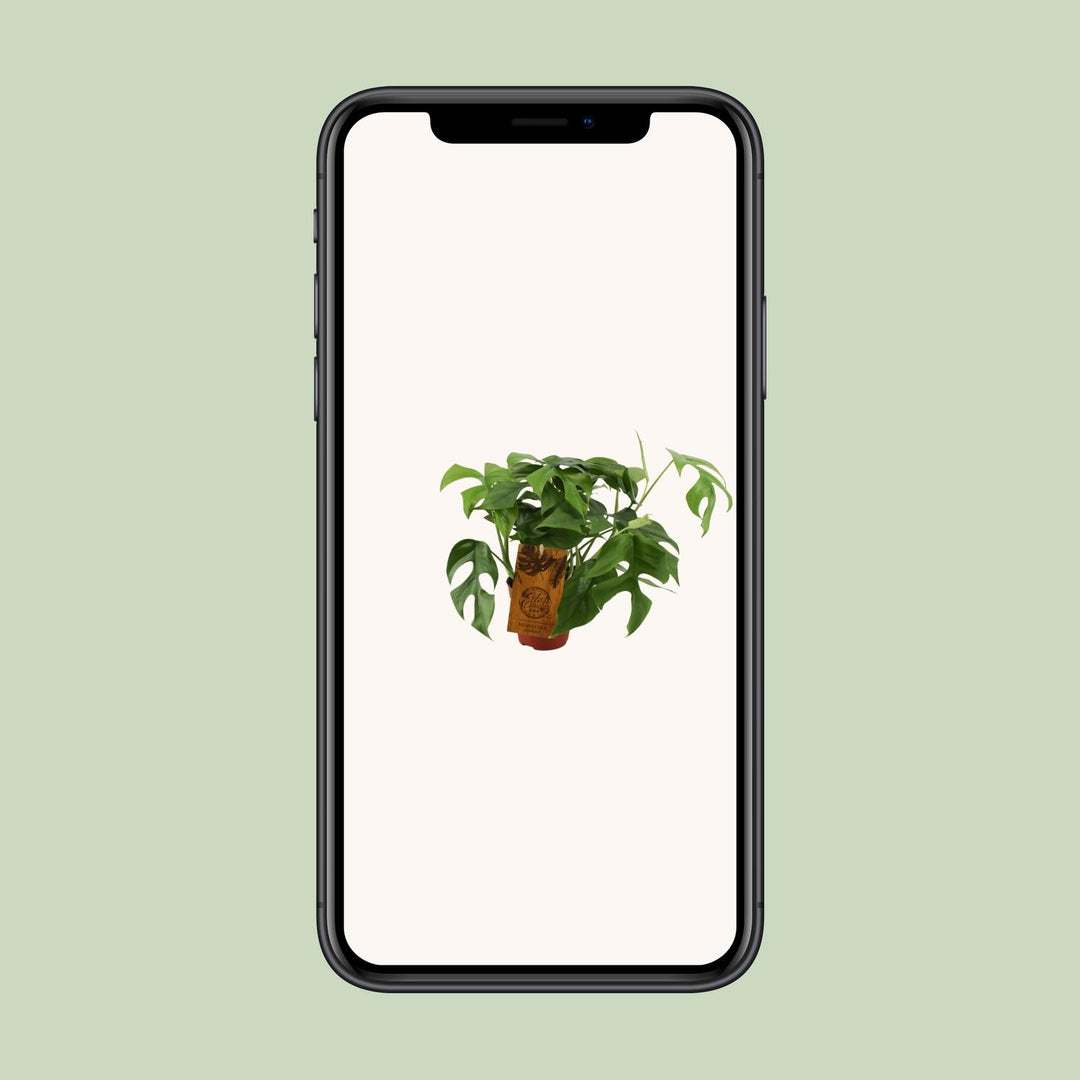 Monstera minima - Ø12cm - ↕30cm