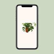 Monstera minima - Ø12cm - ↕30cm