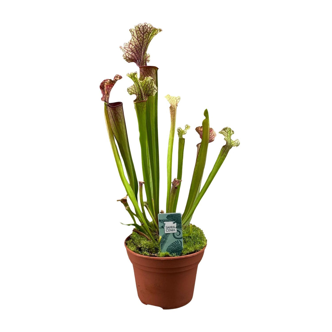 Sarracenia 'Judith Hindle' - Ø12cm - ↕30cm