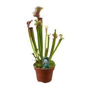 Sarracenia 'Judith Hindle' - Ø12cm - ↕30cm