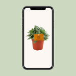 Load image into Gallery viewer, Senecio cephalophorus - Ø10,5cm - ↕15cm