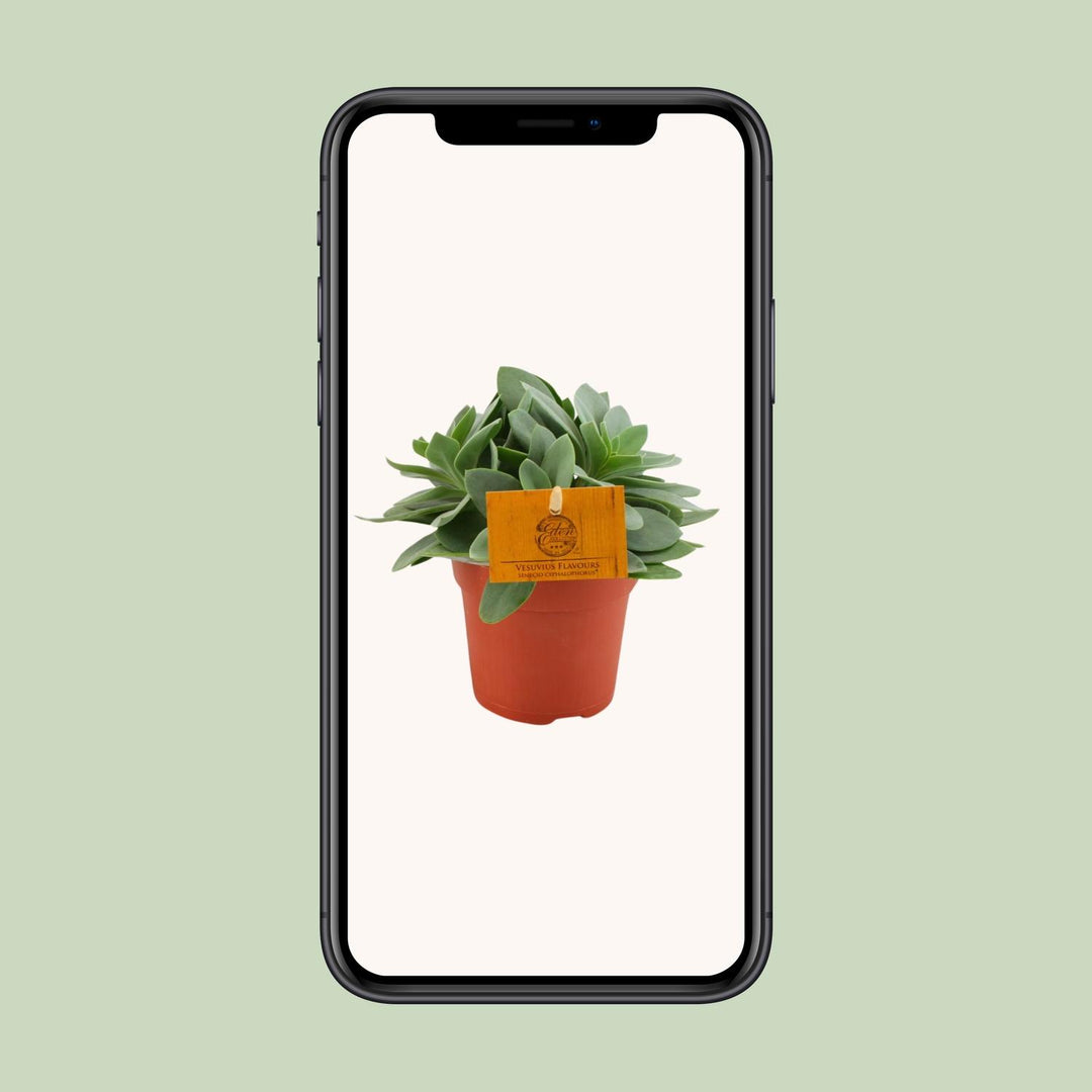 Senecio cephalophorus - Ø10,5cm - ↕15cm