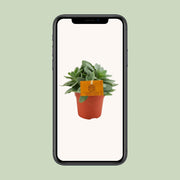 Senecio cephalophorus - Ø10,5cm - ↕15cm