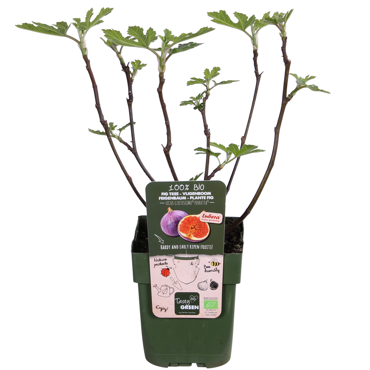 Ficus gustissimo 'Perretta' - Ø13 - ↨45cm