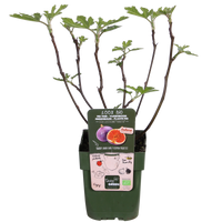 Ficus gustissimo 'Perretta' - Ø13 - ↨45cm