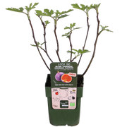 Ficus Gustissimo Perretta - Ø13 - ↨45cm