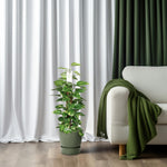 Load image into Gallery viewer, Epipremnum Pinnatum Mosstok (Scindapsus) - Ø19cm - ↕80cm
