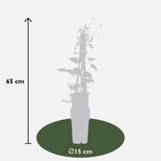 Clematis 'Rouge Cardinal' - 3 plants - ↨65cm - Ø15