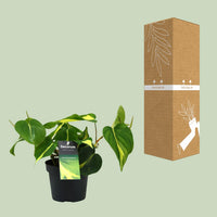 Philondendron scandens 'Brasil' - Ø12cm - ↕20cm