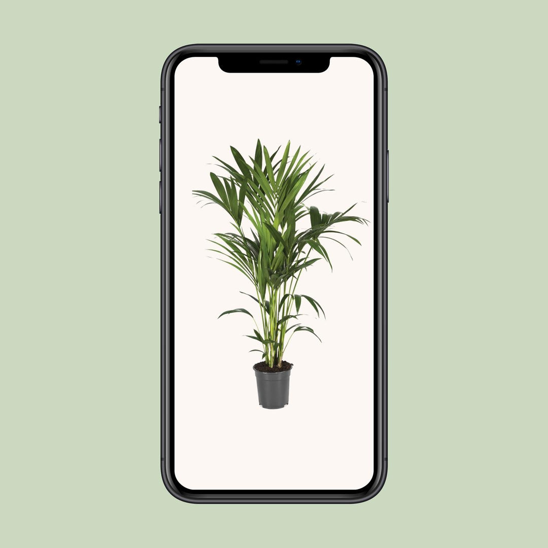 Howea Forsteriana (Kentia) - Ø21cm - ↕120cm