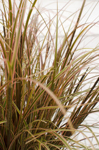 Uncinia rubra 'Everflame' - Ø19cm - ↕40cm
