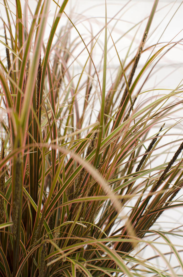 Uncinia rubra 'Everflame' - Ø19cm - ↕40cm