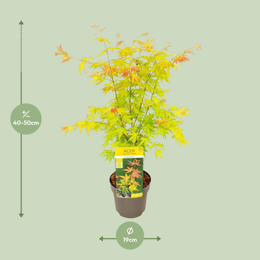 Acer palmatum 'Orange Dream' - Ø19cm - ↕50cm