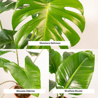 Tropical Trio - Monstera Deliciosa - Ø21cm - ↕75cm + Alocasia Zebrina - Ø19cm - ↕75cm + Strelitzia Nicolai - Ø19cm - ↕85cm