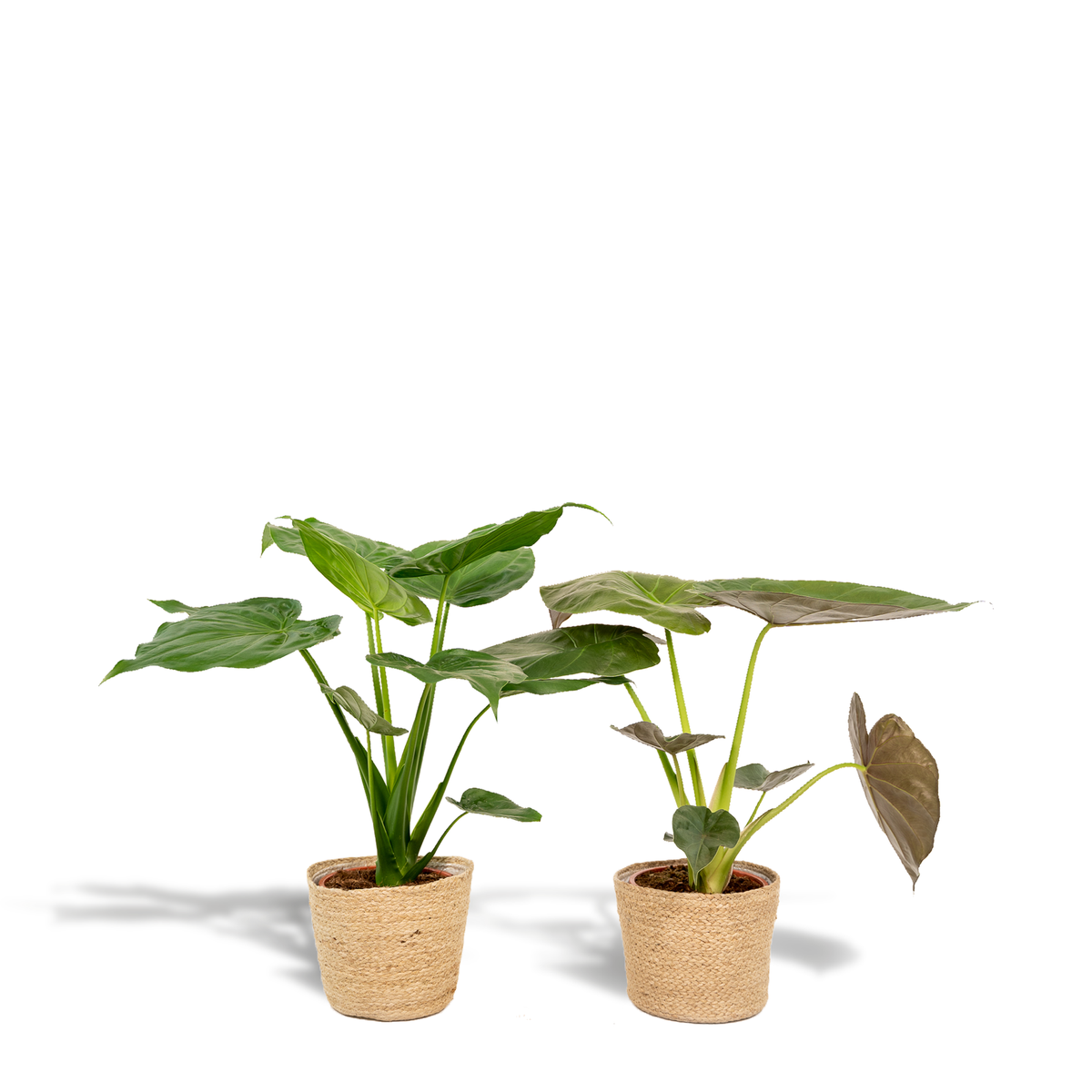 Coppia Tropicale da Interno in Cesto Selin - Alocasia cucullata - Ø19cm - ↕60cm + Alocasia Wentii - Ø19cm - ↕60cm