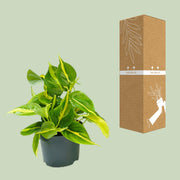 Philodendron scandens 'Brasil' - Ø12cm - ↕15cm