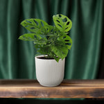 Carica l'immagine nel visualizzatore Galleria, Monstera adansonii 'Monkey Leaf' - Ø12cm - ↕30cm