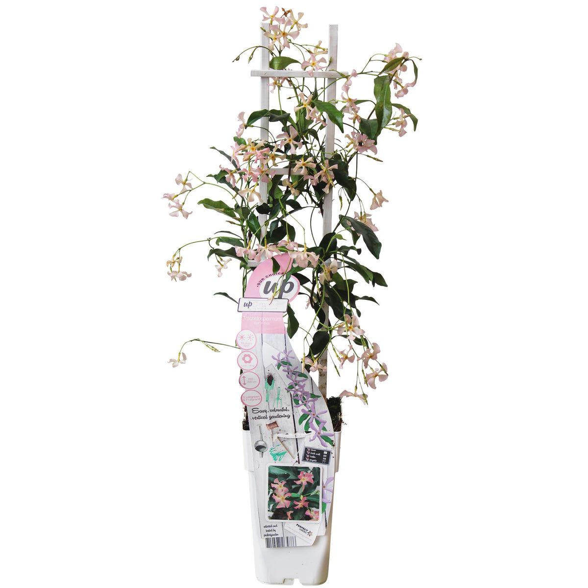 Trachelospermum 'Star of Ibiza' - Gelsomino di Toscana Rosa - Ø15cm - ↕65cm
