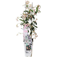 Trachelospermum 'Star of Ibiza' - Gelsomino di Toscana Rosa - Ø15cm - ↕65cm
