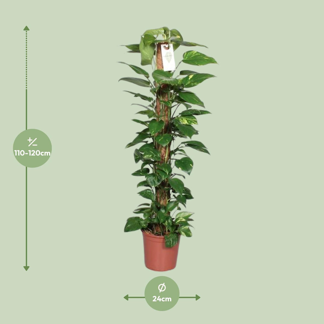 Epipremnum pinnatum 'Mosstok' (Scindapsus) - Ø24cm - ↕120cm