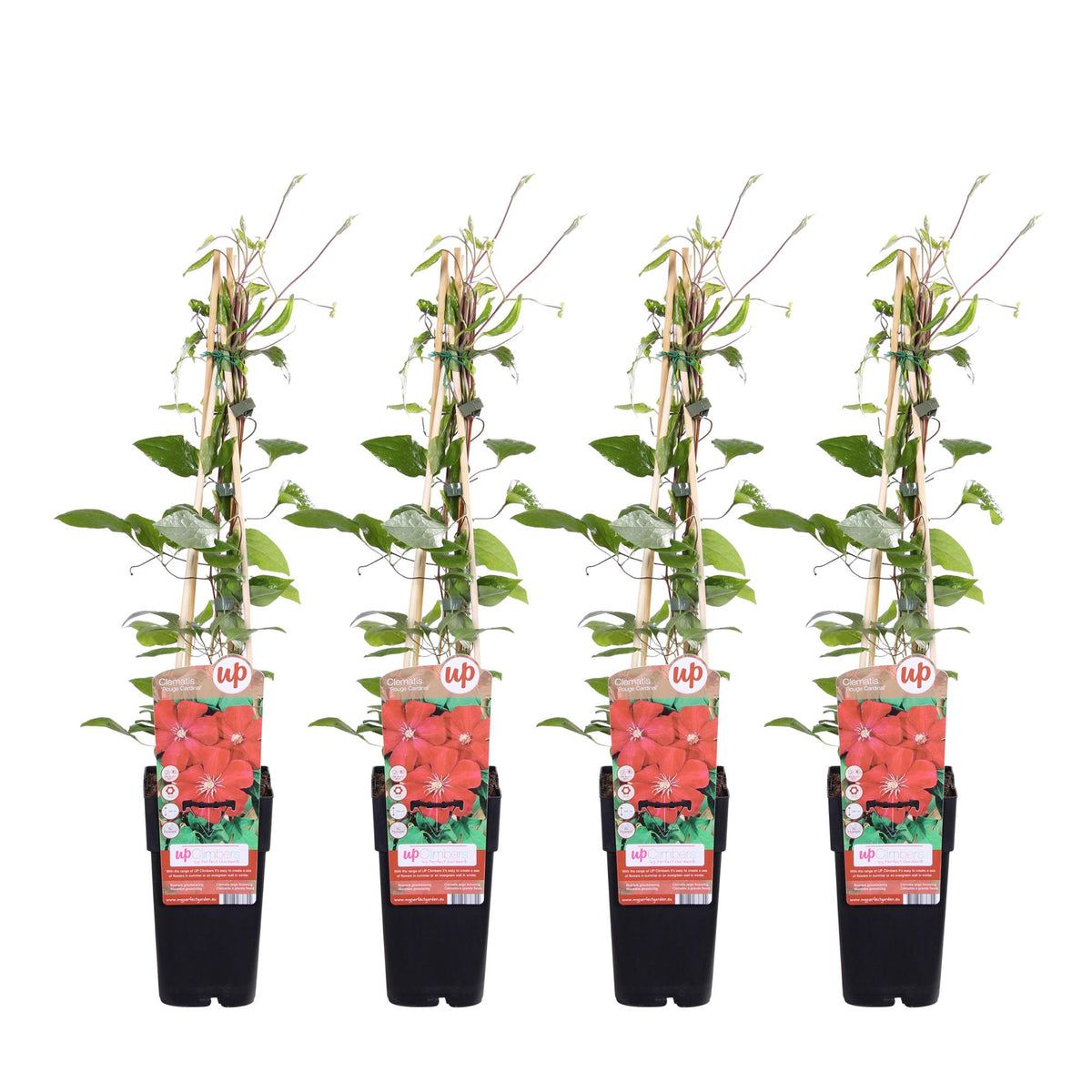 Clematis 'Rouge Cardinal' - 4 piante - ↨65cm - Ø15