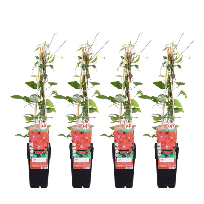 Clematis Rouge Cardinal - 4 plants - ↨65cm - Ø15
