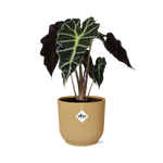 Load image into Gallery viewer, Alocasia amazonica ‘Polly’ in ELHO Vibes Fold pot, Yellow, Ø14cm ↕25cm
