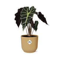 Alocasia amazonica ‘Polly’ in vaso ELHO Vibes Fold, Giallo, Ø14cm ↕25cm