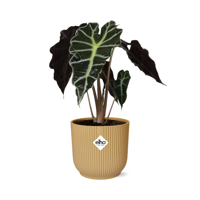 Alocasia amazonica ‘Polly’ in ELHO Vibes Fold pot, Yellow, Ø14cm ↕25cm