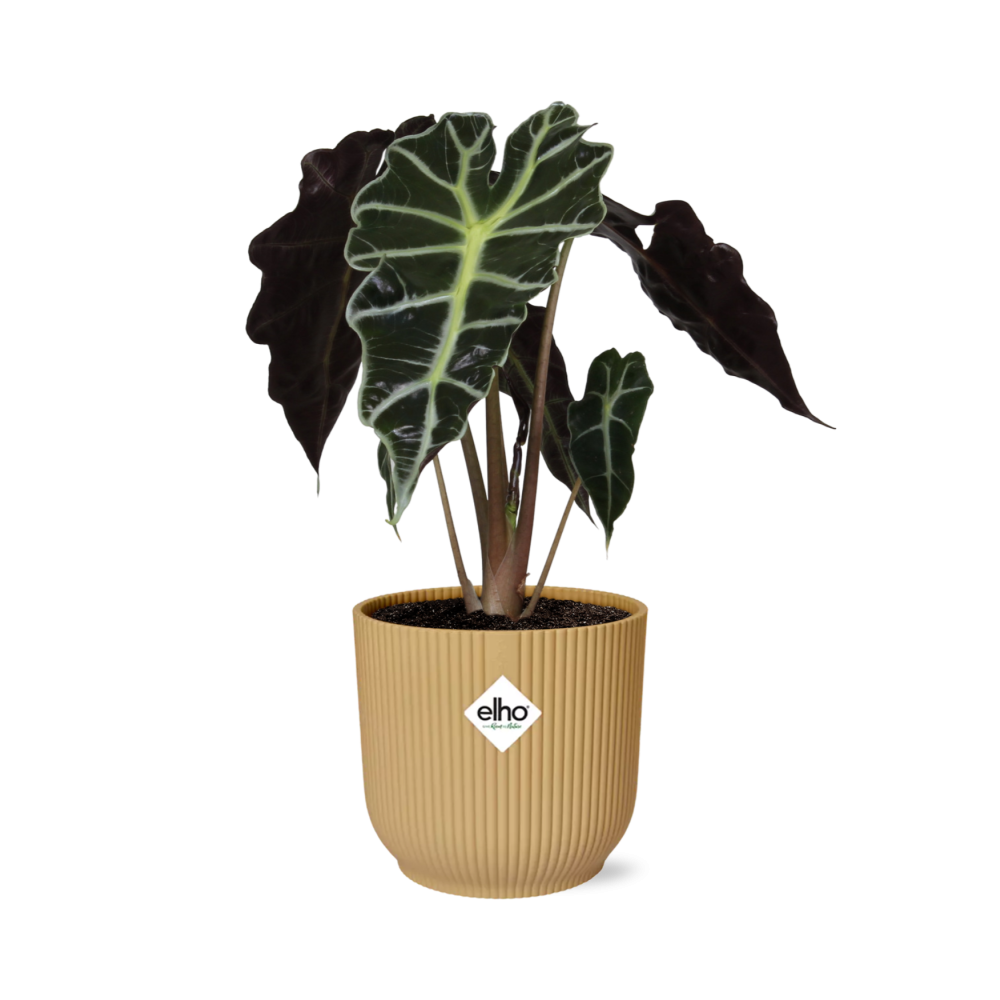 Alocasia amazonica ‘Polly’ in ELHO Vibes Fold pot, Yellow, Ø14cm ↕25cm