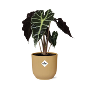 Alocasia amazonica ‘Polly’ in vaso ELHO Vibes Fold, Giallo, Ø14cm ↕25cm