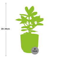 Clusia rosea 'Princess' in ELHO Vibes Fold, Yellow, Ø14cm ↕25cm