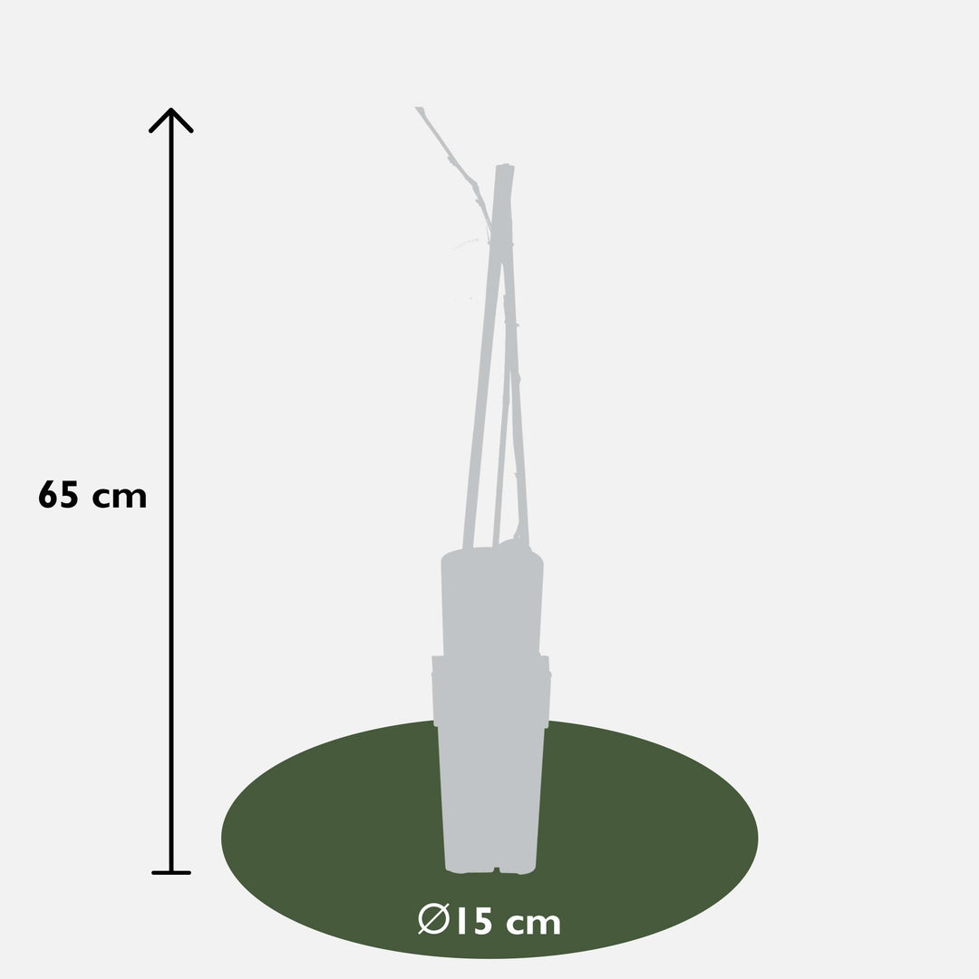 Wisteria floribunda 'Naga Noda' - Ø15cm - ↕65cm