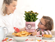 Kalanchoe Pink In P&PURE 