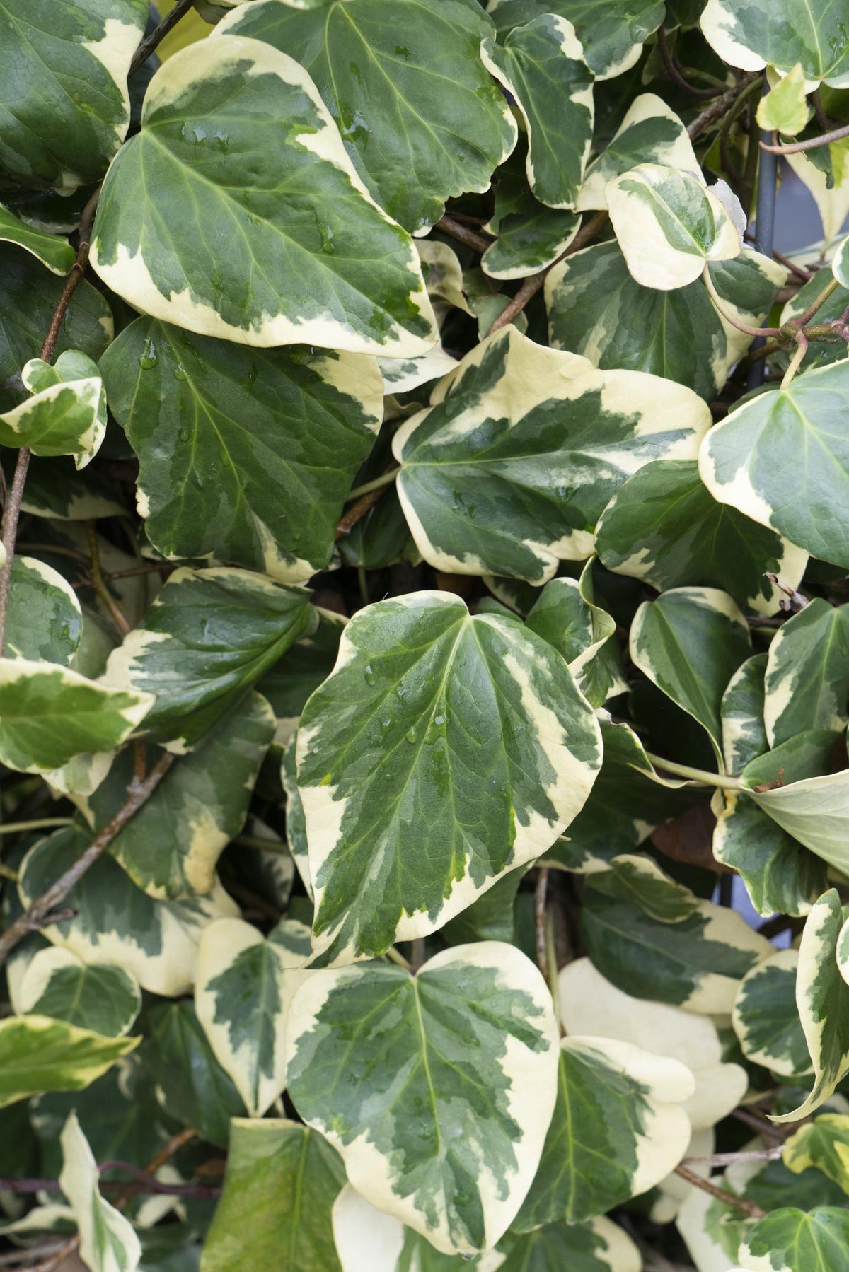Hedera colchica (Persian Ivy) 'Dentata Variegata' - 4 piante -  Ø15 - ↨65cm