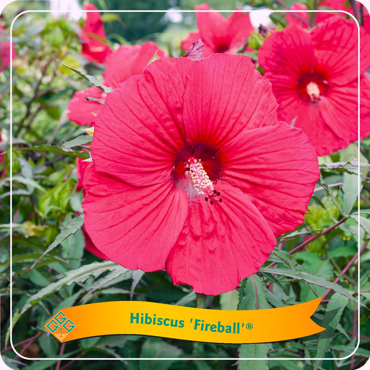 Hibiscus 'Fireball' - Ø25cm - ↕35cm