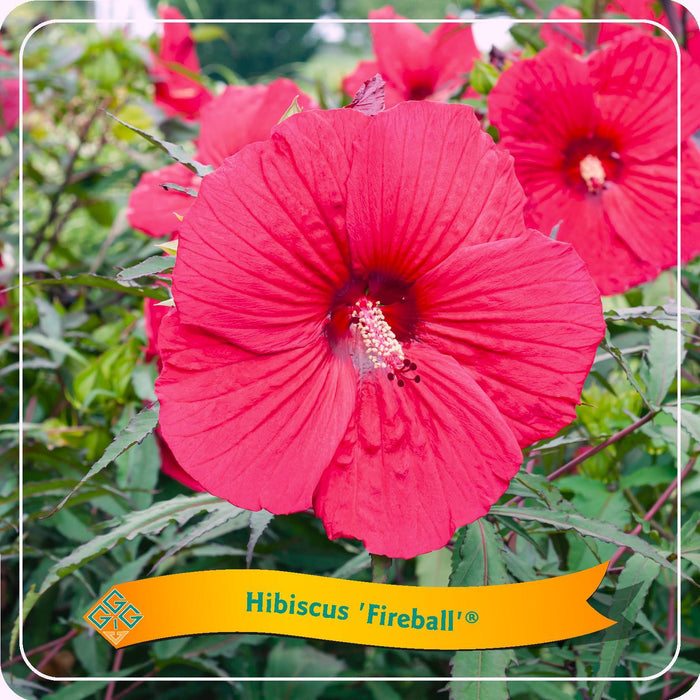Hibiscus 'Fireball' - Ø25cm - ↕35cm