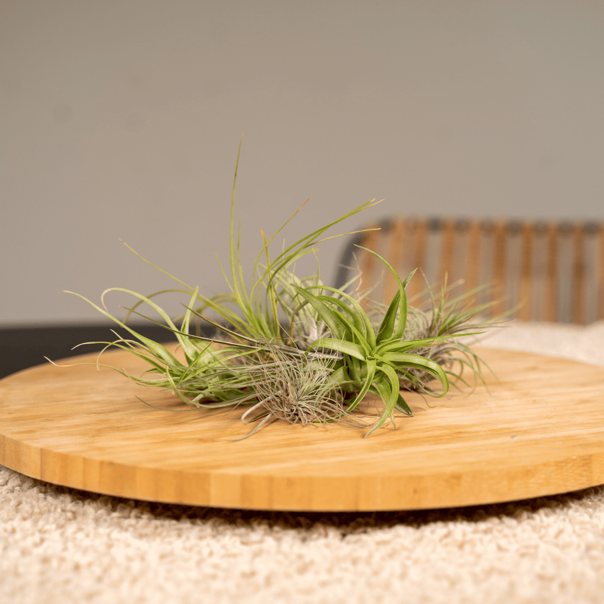 Tillandsia Air mix - 10 pezzi - ø6 - 6 cm